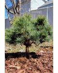 Сосна корейська Блю Болл|Pinus koraiensis ’Blue Ball’|Сосна корейськая Блю Болл